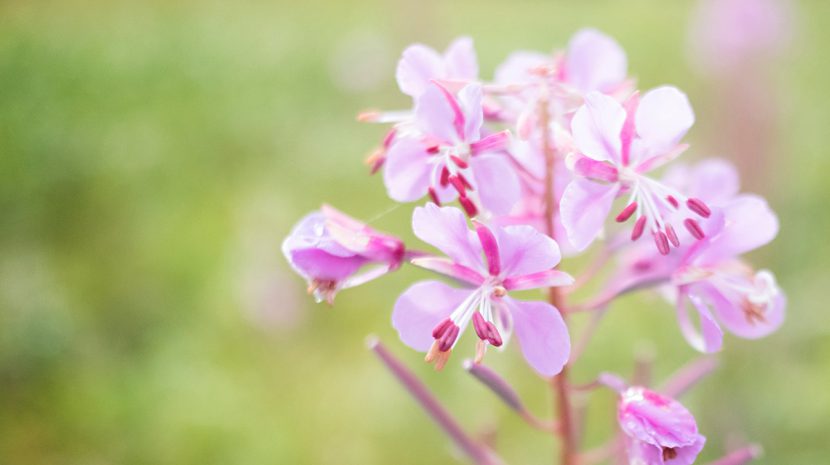 Flowers on a fireweed plant