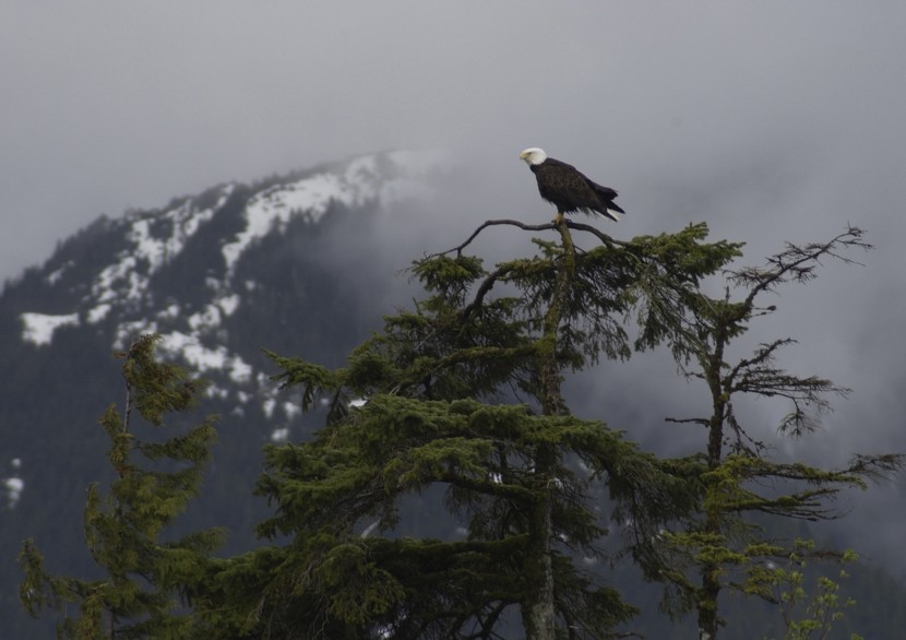 A bald eagle sits in a tree