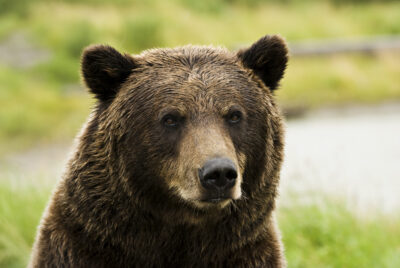 Brown bear