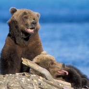 Mama bear and cub in front of water in Alaska