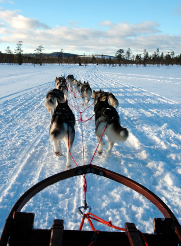 sled dogs pulling a sled on the snow - photo taken from the perspective of the musher