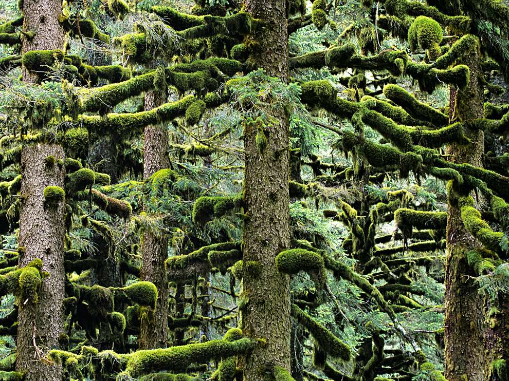 Moss covering all the branches of the trees in an evergreen forest