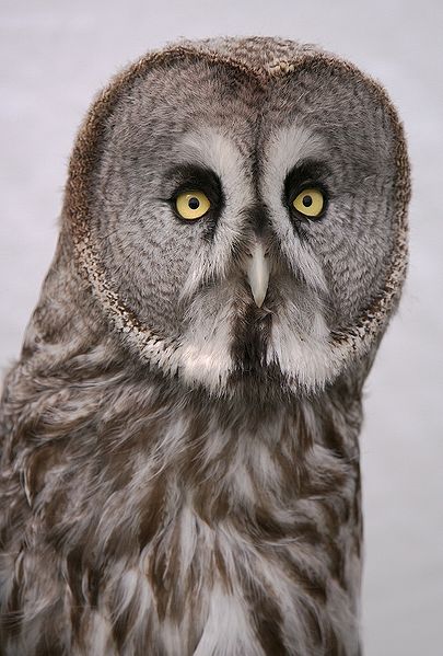 Alaskan_Great_Grey_Owl