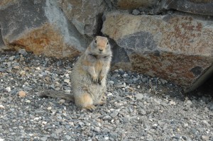 Arctic Ground Squirrel