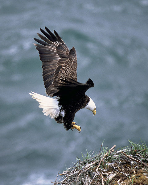 bald-eagle