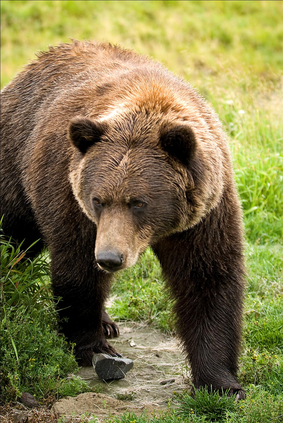 brown-bear