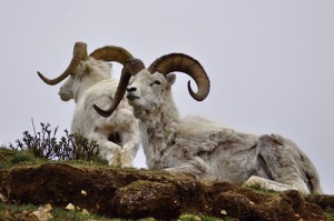 Dall Sheep