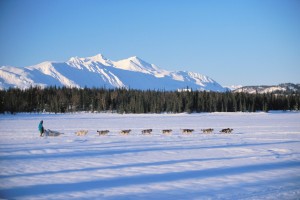 Dog Sled team moving across the Alaska landscape