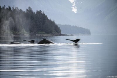 Whale Watching in Alaska