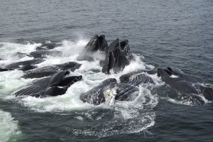 Humpback Whales