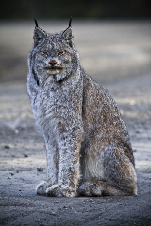 Lynx in Alaska