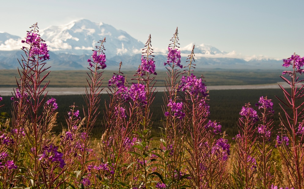 Denali in the background with vibrant purple fireweed in the foreground