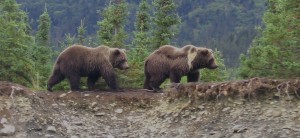 Brown bears walk in the forest