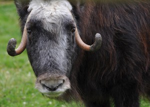 Muskox