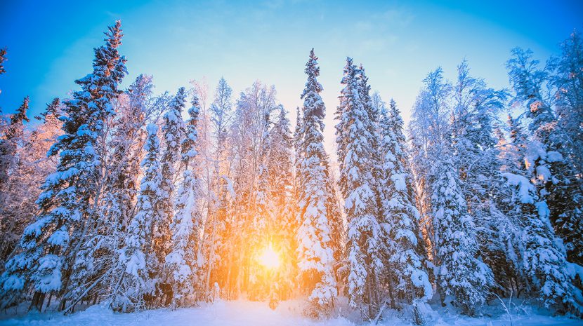 Snow-covered trees outside of Fairbanks, Alaska