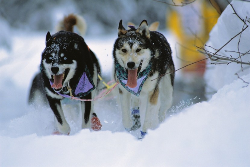 Alaska Dog Sled Huskies in motion