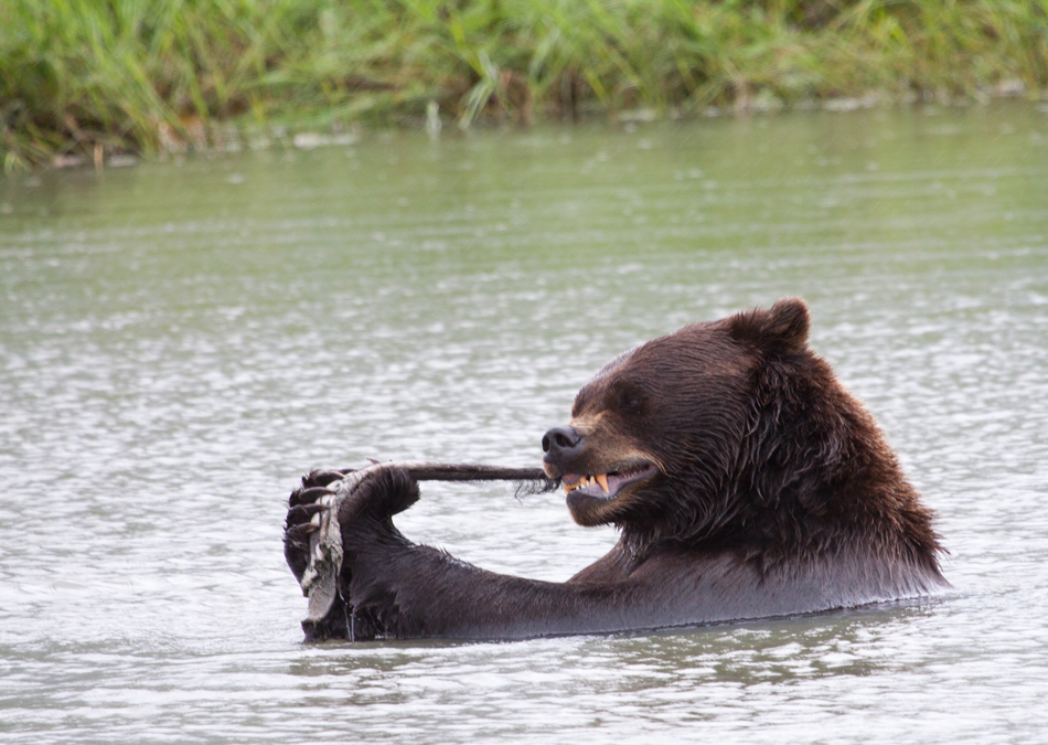 Alaska brown bear having a mid-river salmon snack - Princess Lodges