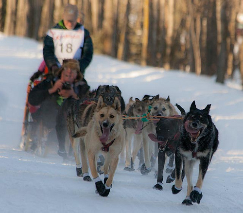 Alaska sled dogs sprint with their tongues flailing and their musher, Jeff King, behind them on the sled.