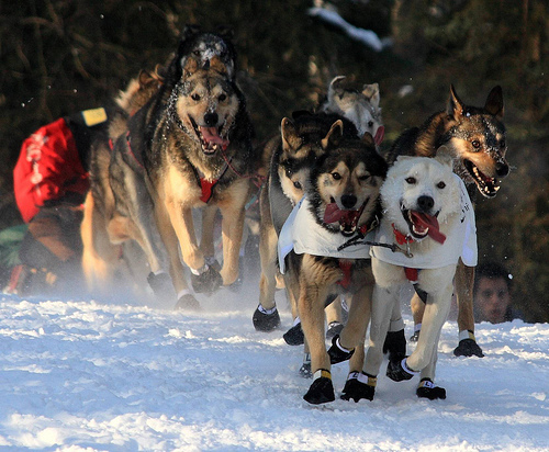 Alaska sled dogs racing on snow at the start of the Iditarod. Tongues waggin, snow flying under the dogs' paws. 