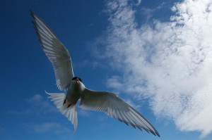 Tern