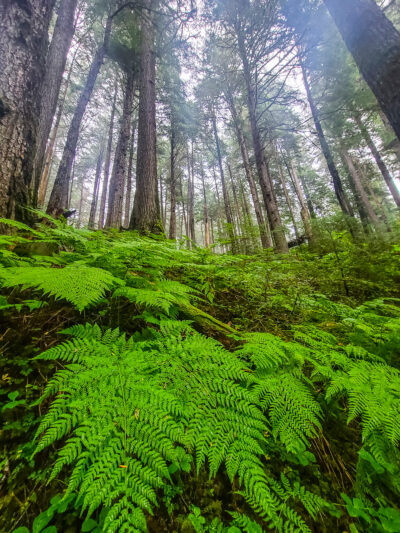 Ferns inTongass National Forest