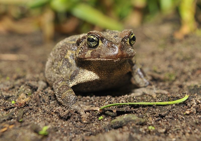 western-toad