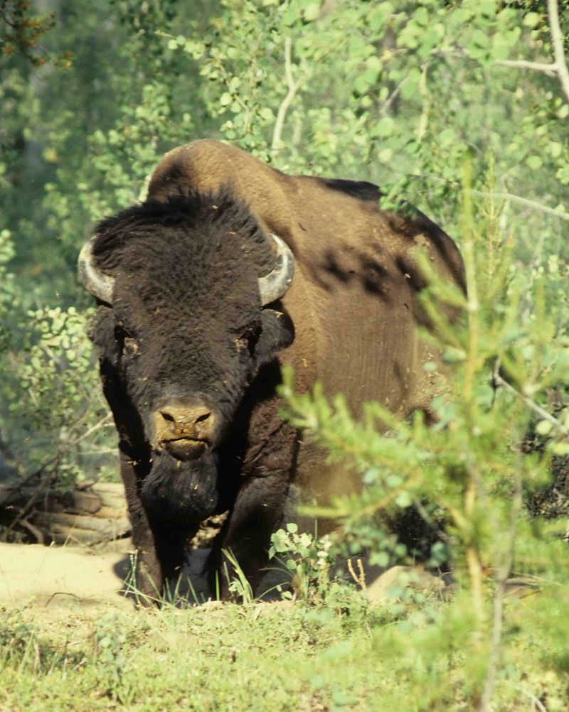 A bison