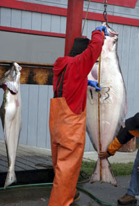 Measuring a large halibut