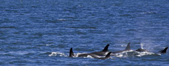 Viewing Alaska's Orca or Killer Whales